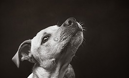 狗,動物,寵物