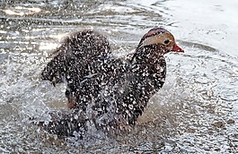 動物,性質(zhì),活