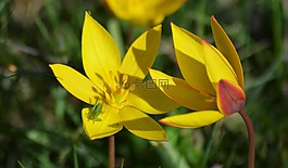 黃色的花,黃色,性質(zhì)