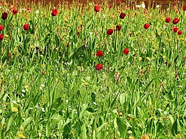 草,草地,鮮花