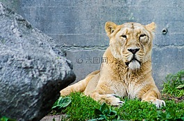 母獅,獅子,動物