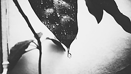 葉,滴,雨
