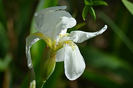 虹膜,白色光圈,花