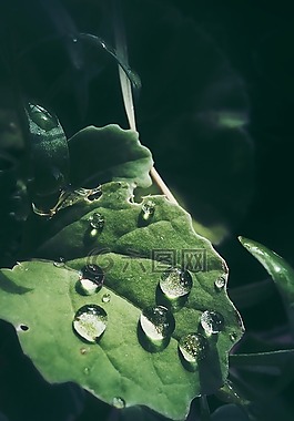 植物,滴,綠色