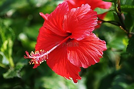 花,紅,槿