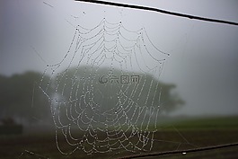蛛網(wǎng),露水,雨