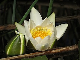 花,廠,性質(zhì)