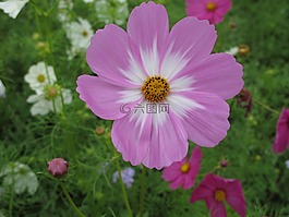 臺(tái)灣,花,自然