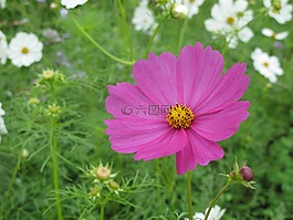 臺(tái)灣,花,自然