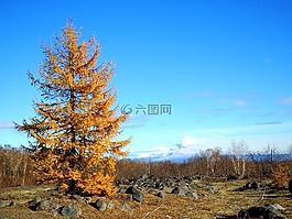 落葉松,秋季,秋天的顏??色