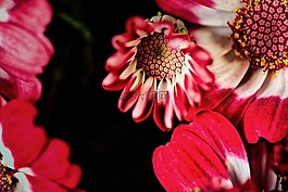 花,性質(zhì),植物