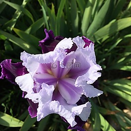 鸢尾花,紫色花,紫色鸢尾