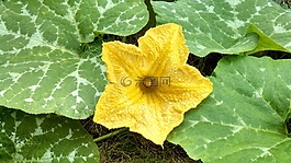 植物,性質(zhì),葉