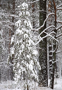冬季,森林,雪