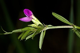开花,wiesnkraut,山黧豆 vernus