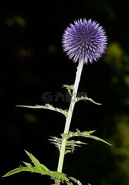 花,宏,薊