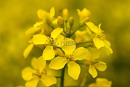開花,油菜,宏