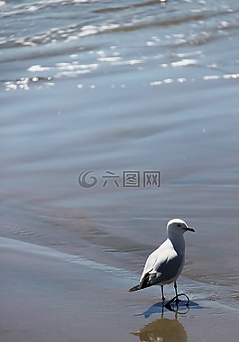 海鷗,鳥(niǎo),海灘