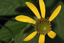 花,宏,太陽帽子