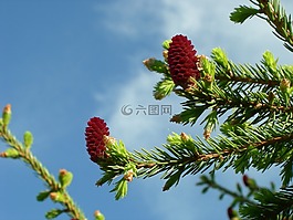 松果,云杉,我們的