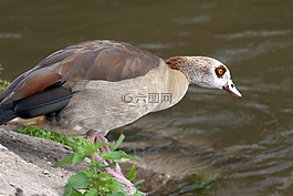 野生,nilgans,widgans