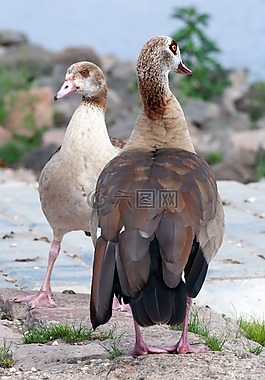 野生,nilgans,widgans
