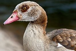 野生,nilgans,widgans