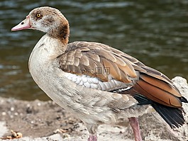 野生,nilgans,widgans