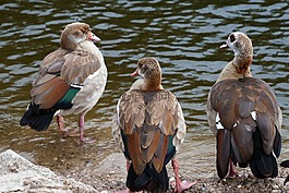 野生,nilgans,widgans