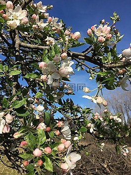 蘋果花,蘋果樹,春