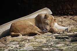 動(dòng)物,母老虎,動(dòng)物園