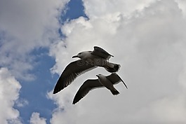 動物,天空,云