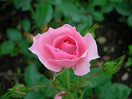 玫瑰,花卉,夏天