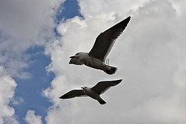 動物,天空,云