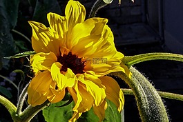 太陽花,廠,太陽