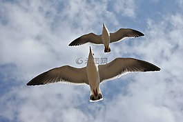 動物,天空,云