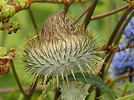植物園,因弗內(nèi)斯,花