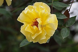 春天,黃花,月季
