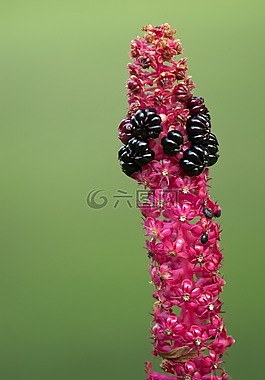 花,宏,水果