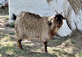 山羊,動物,寵物