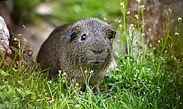 豚鼠,光滑的頭發(fā),lemonagouti