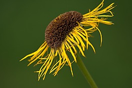 花,關(guān)閉,黃色