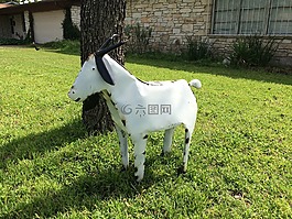山羊,院子里,草
