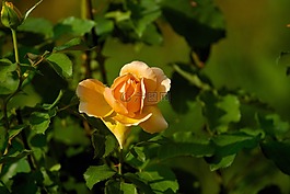 花,玫瑰,橙