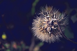 花,性質(zhì),春