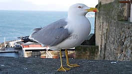 鳥,海鷗,那不勒斯