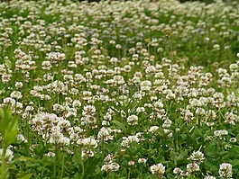 白色的花,鮮花,春天