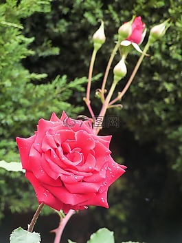 玫瑰,鮮花,紅色