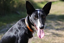 狗,動物,邊境牧羊犬