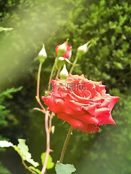 玫瑰,鮮花,紅色
